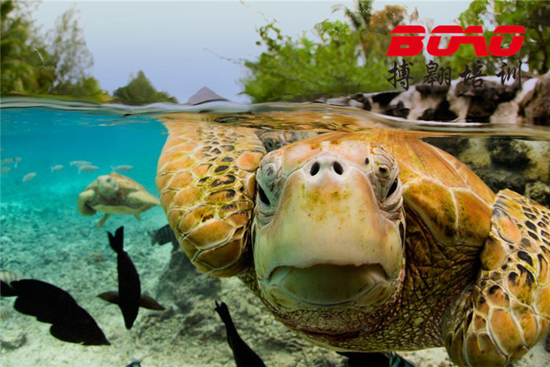 惠州巽寮灣海龜國(guó)家級(jí)自然保護(hù)區(qū)